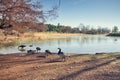 Ducks and Barnacle geese at a lake in summer on a bright sunny day Royalty Free Stock Photo