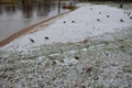 Only ducks bathe in the zine on the empty beach. they are spread all over the snowy beach and enjoy that people don`t drive them a Royalty Free Stock Photo