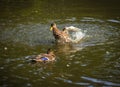 Ducks bathing in a cloud of spray in a pond