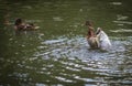 Ducks bathing in a cloud of spray in a pond