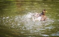 Ducks bathing in a cloud of spray in a pond