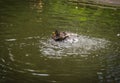 Ducks bathing in a cloud of spray in a pond