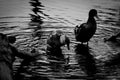 ducks bathing in the lake