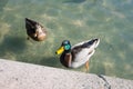 Ducks in Bellevue Downtown Park Royalty Free Stock Photo