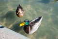 Ducks in Bellevue Downtown Park Royalty Free Stock Photo