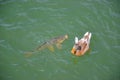 Ducks and big Carp floating near each other in the water.