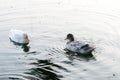 Ducks bird water seabird geese swans or Anatidae collectively called waterfowl Wading shorebirds family swimming floating on Royalty Free Stock Photo