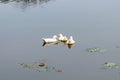 Ducks bird water seabird geese swans or Anatidae collectively called waterfowl Wading shorebirds family swimming floating on Royalty Free Stock Photo