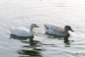 Ducks bird water seabird geese swans or Anatidae collectively called waterfowl Wading shorebirds family swimming floating on Royalty Free Stock Photo