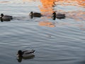 ducks birds blue swim fly feathers beak wings water