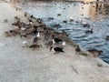 Ducks with black beaks in an artificial pond with cloudy water, looking for food Royalty Free Stock Photo