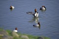 Ducks black and white at Sukhna Lake chandigarh Royalty Free Stock Photo