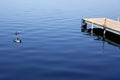 Ducks on blue water near a wooden dock Royalty Free Stock Photo