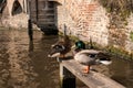 Ducks in Bruges