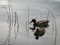 Ducks and calm in Leman Lake , Lausanne, Switzerland Royalty Free Stock Photo