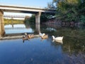 Ducks on calm water