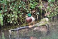 Ducks on Canal