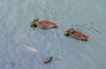 Ducks and carp on the pond