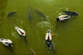 Ducks and carps in green water, view from above, background