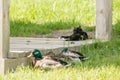 Ducks and a cat rest on the grass under a canopy. Royalty Free Stock Photo