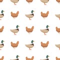 Ducks and chickens seamless pattern Royalty Free Stock Photo