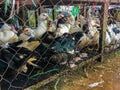 Ducks and chickens that locked together for sale In a flea market Royalty Free Stock Photo