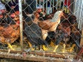 Ducks and chickens that locked together for sale In a flea market Royalty Free Stock Photo