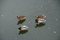 Ducks in the city. The pond is frozen. Walk on thin ice. Two couples Royalty Free Stock Photo