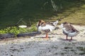 Lesser white fronted geese on the shore of a lake Royalty Free Stock Photo