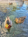 Ducks in clear water at Lake Taupo warf Royalty Free Stock Photo