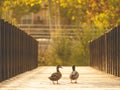 Ducks couple over wooden bridge park Royalty Free Stock Photo