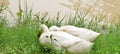 Ducks couple resting near pond , two white wild ducks Royalty Free Stock Photo