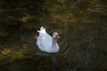 Ducks in the Cretan river. Royalty Free Stock Photo