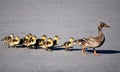 Ducks crossing the Road Royalty Free Stock Photo
