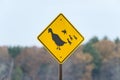 Ducks crossing road Royalty Free Stock Photo