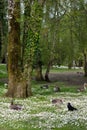 Ducks among daisies in fota wildlife park Royalty Free Stock Photo