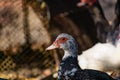 Ducks of different breeds in domestic agriculture, poultry for meat, live specimens close-up in the yard, in a special aviary