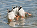 Ducks Dive Royalty Free Stock Photo