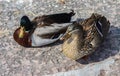 Ducks on the dock. Royalty Free Stock Photo