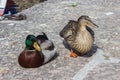 Ducks on the dock. Royalty Free Stock Photo