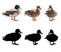 Ducks and drake Royalty Free Stock Photo