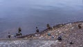 Ducks and drakes on the muddy bank of the reservoir. Environmental pollution and environmental problems. Suffering birds on the