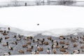 ducks and drakes swimming in lake in winter