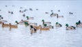 Ducks and drakes swimming peacefully on the water