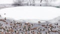 ducks and drakes swimming in pond in winter