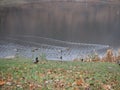 Ducks and drakes walk on the lawn by the pond Royalty Free Stock Photo