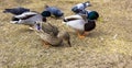 Ducks and drakes on yellow grass eat bread Royalty Free Stock Photo