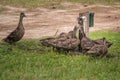 Ducks Drinking at Water Faucet