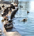 Ducks at a duck pond enjoying their freedom Royalty Free Stock Photo