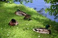 Ducks with duckling